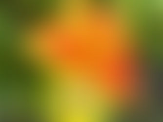 Orange and Yellow Flower