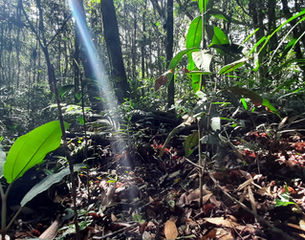 Floresta exuberante em Diretim da roça.