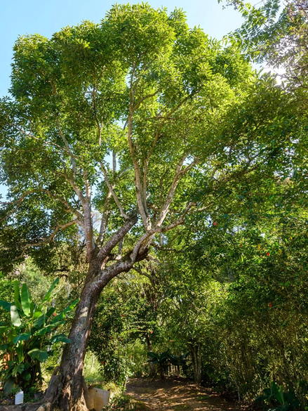 Árvore frondosa em ambiente rural de café colonial caipira