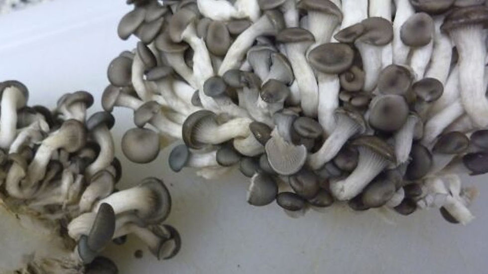 Cogumelos frescos shumeji