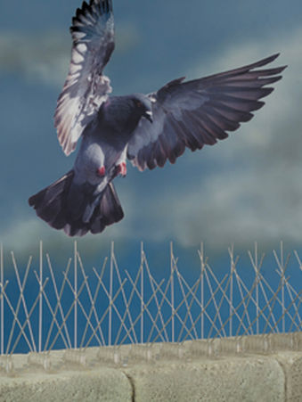 Pigeon Control