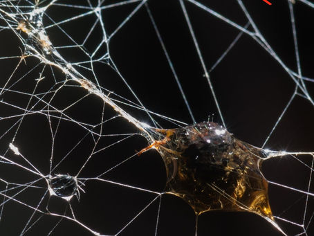 SPINDEL—And now for something different...