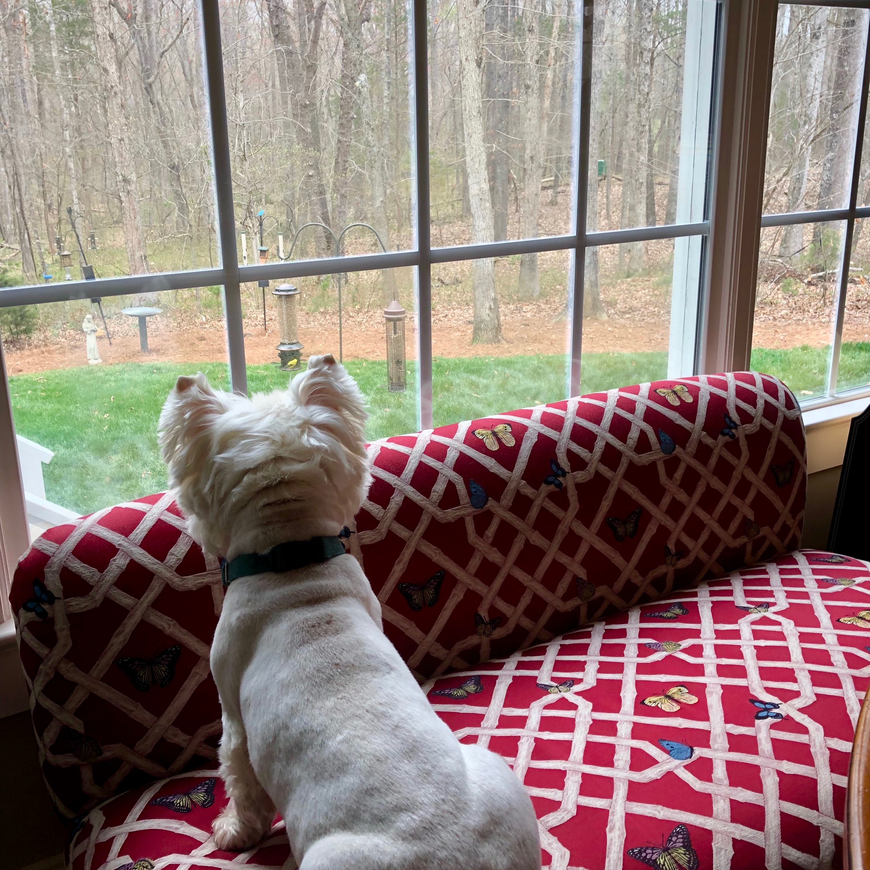 Mac on watch