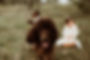 brown standard poodle.jpg