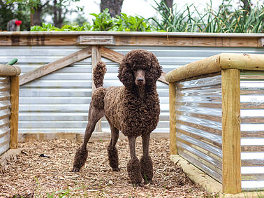 abby july continental - 3.jpg