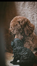 A84FD1FD-0166-45D4-9EA8-15EB3262AE4F_1_100_o.jpeg
