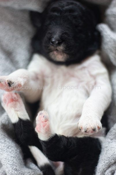 Edgar Eggplant_Kettle Cove Curls_ Tuxedo Poodlemale Puppy.PNG
