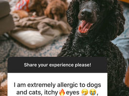 Are Standard Poodles an Allergy Unicorn?