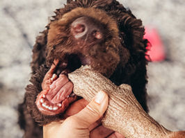 Curbing Naughty Behaviors & KC Standard Poodles