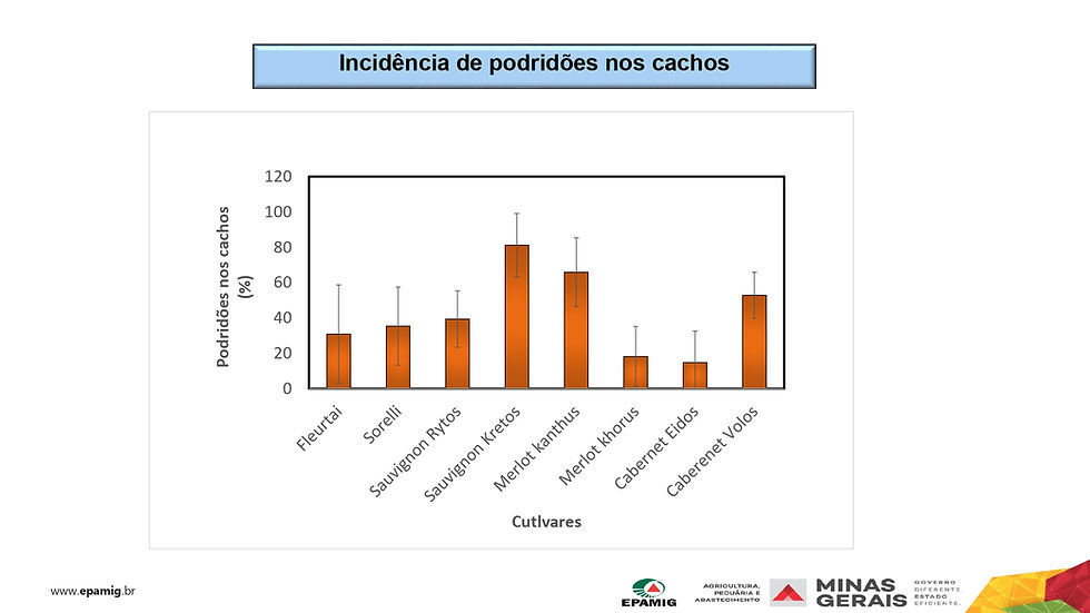 Incidência de podridões nos cachos Safra 2023