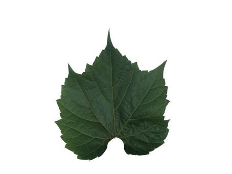 Série: Conhecendo os Porta-Enxertos | #7 Gravesac