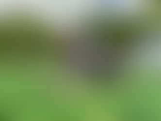 Prince | German Shepherd | Los Angeles, CA | In-Training