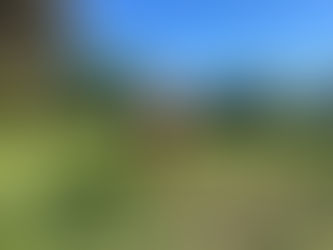 Mango | XL Pit Bull | Redondo Beach, CA | Boarding