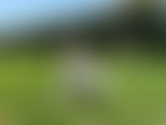 Lily | German Shepherd | San Pedro, CA | In-Training