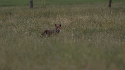 Cache cache dans les hautes herbes 