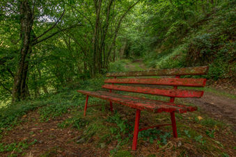 Dans les bois, les églises