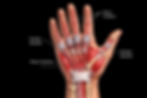 Tendon Sheath