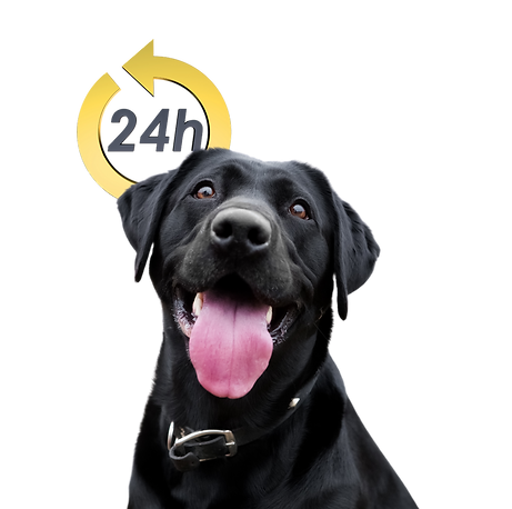 vetins_anestesia_veterinaria_curitiba