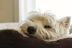 Pet Sitter, House Sitter, House Sitting, in home Dog Sitting in Switzerland, Mallorca and Europe