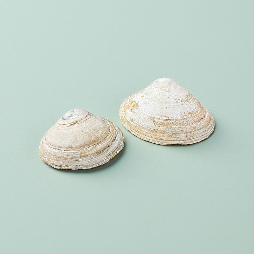 Thumbnail: Sunflower Clam Deco Shells - Set of 2