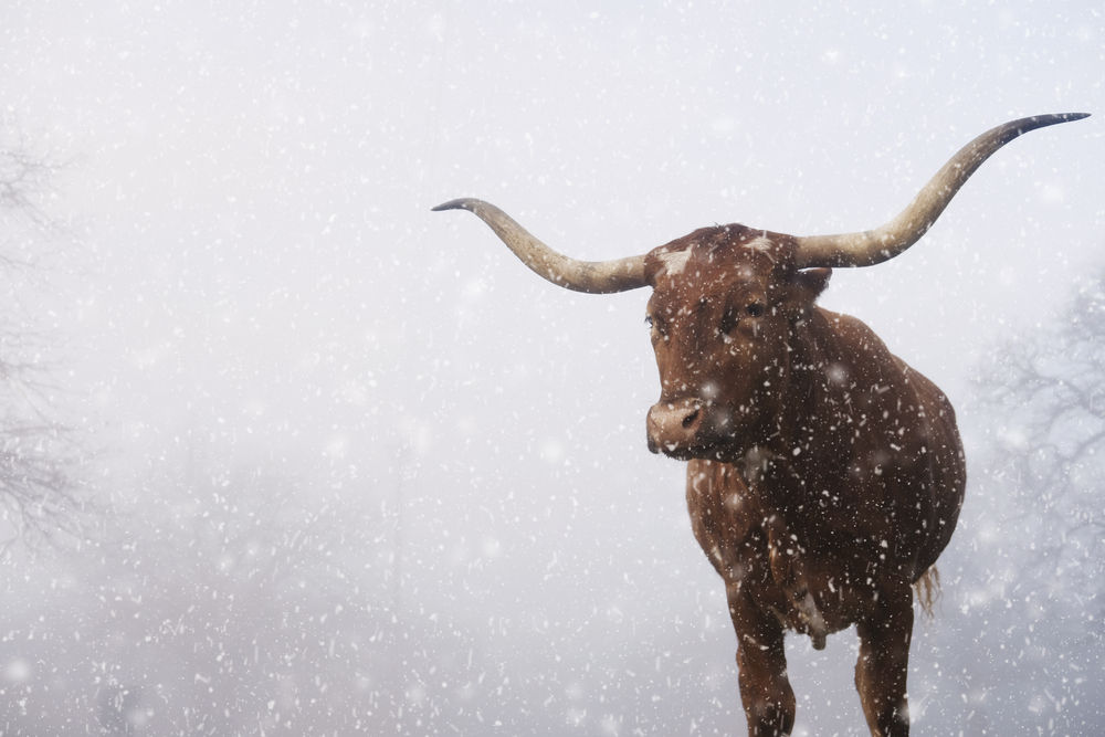 Texas Longhorn Winter.jpg