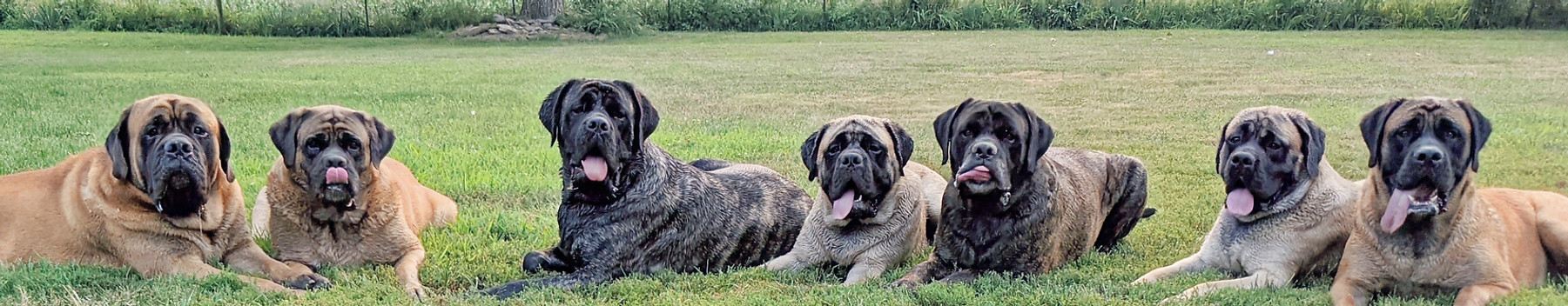 Mastiffs
