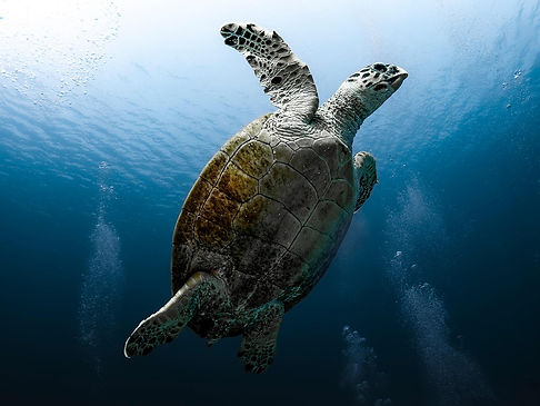 tortoise-9328571_1280.jpg