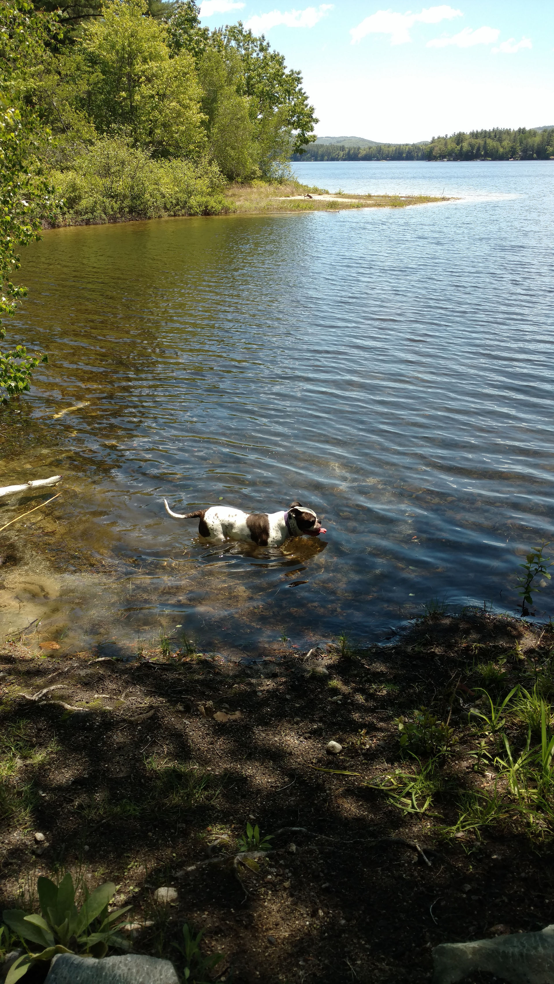 Dogs love the lake_