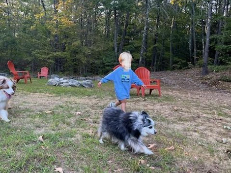 How I Earned All 5-Star Reviews in a Short Summer Season by Focusing on Families, Dogs, and a Warm Welcome