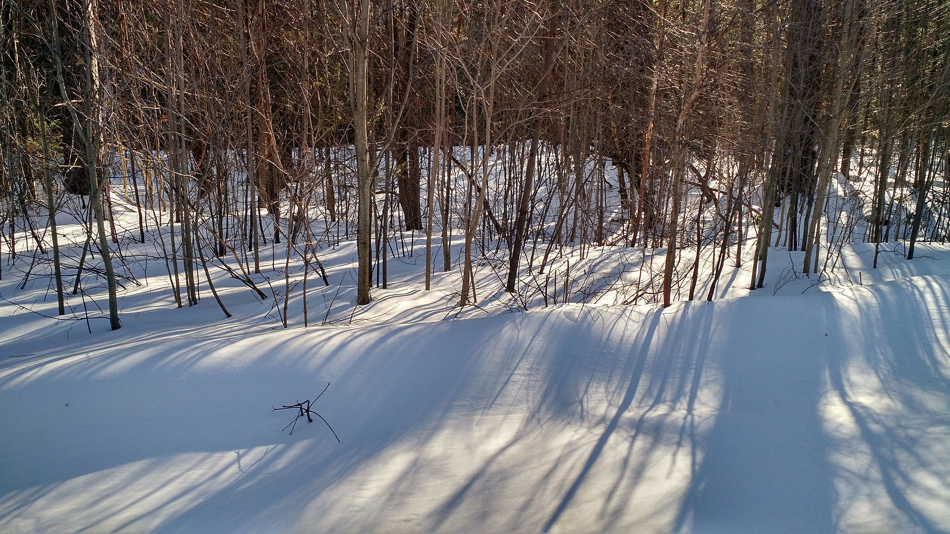 Snow in the woods.