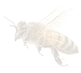 a background image of a honey-bee flying