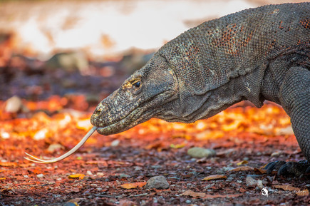 Komodo dragon