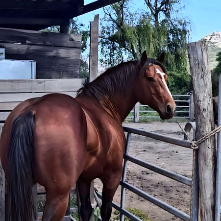 Saillies de Stylin Dual Doc