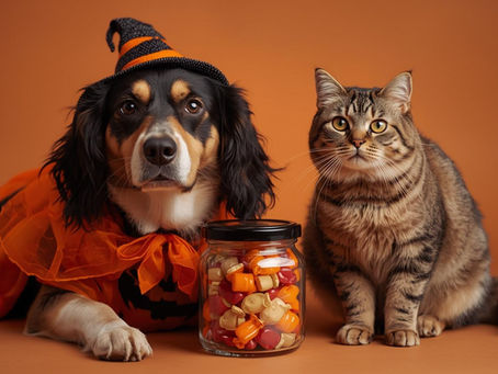 🎃 Recettes de friandises maison spéciales Halloween pour chiens et chats
