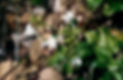 Plumbago zeylanica.jpg