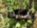 OrchardSwallowtail.jpg