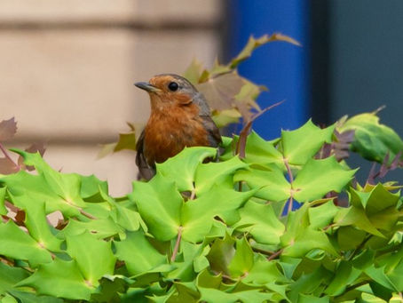 Happy Spring! Enjoy “Spring Quiet” by Christina Rossetti in Celebration.