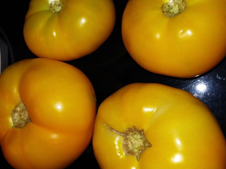 Fabulous Yellow Tomatoes at the Farmers Market