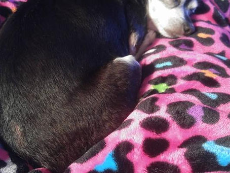 My Best Cuddle Buddy, Taco