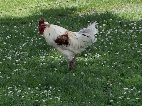 Adventures in Chicken Sitting