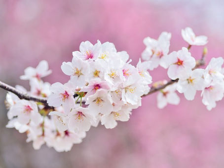 Cherry Blossoms to Calm My Spirit and a Lovely Poem by A. E. Housman