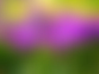 To Celebrate Spring, Please Enjoy “A Light exists in Spring” by Emily Dickinson