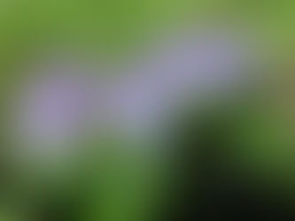 Sonnet by Alice Dunbar-Nelson