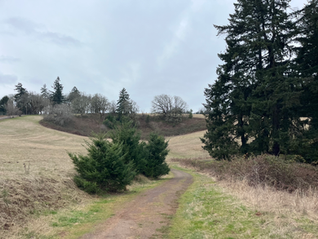 a trail winding through an amber field with pine trees, on a cloudy day
