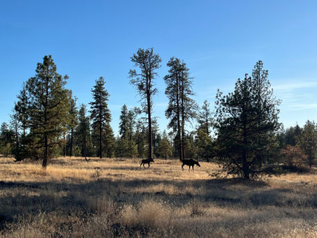 A mother and calf moose walking through a field of Ponderosa pines in the Turnbull National Wildlife Refuge