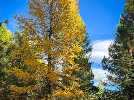 See the stunning yellow larch trees, just 2.5 hours from Portland!