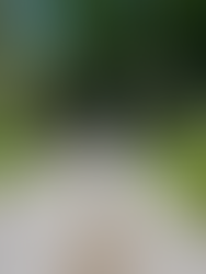 a man biking through the forest