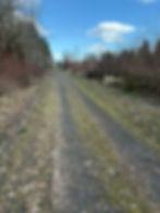 A gravel path surrounded by leafless trees and bushes under a bright blue sky with scattered clouds, creating a serene and open atmosphere.