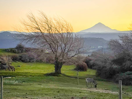 a zebra grazing at sunset with Mount Hood in the background