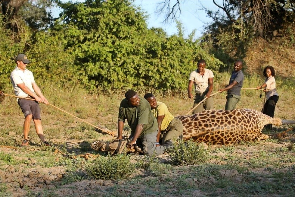 Conservation Immersion